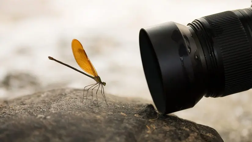 macro-photography