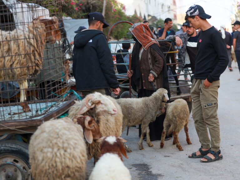 Gaza livestock sector