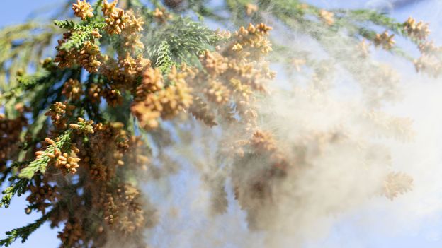 Japan pollen allergy