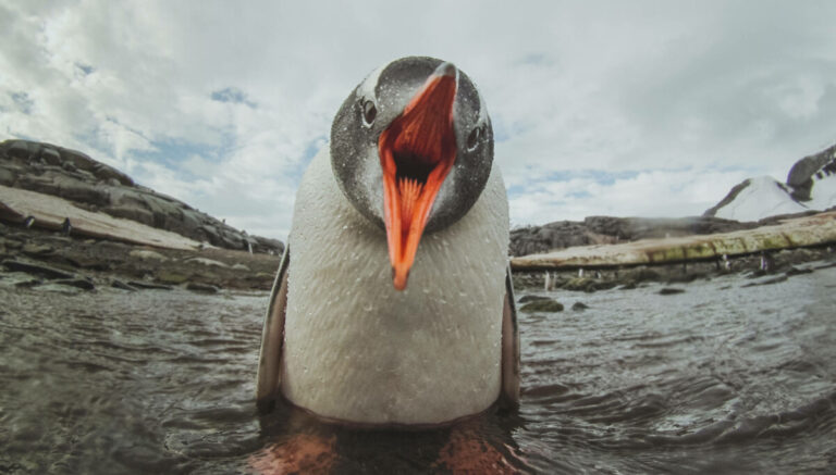 Linux kernel vulnerability