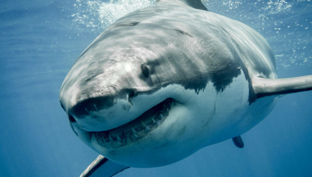 Megalodon malware