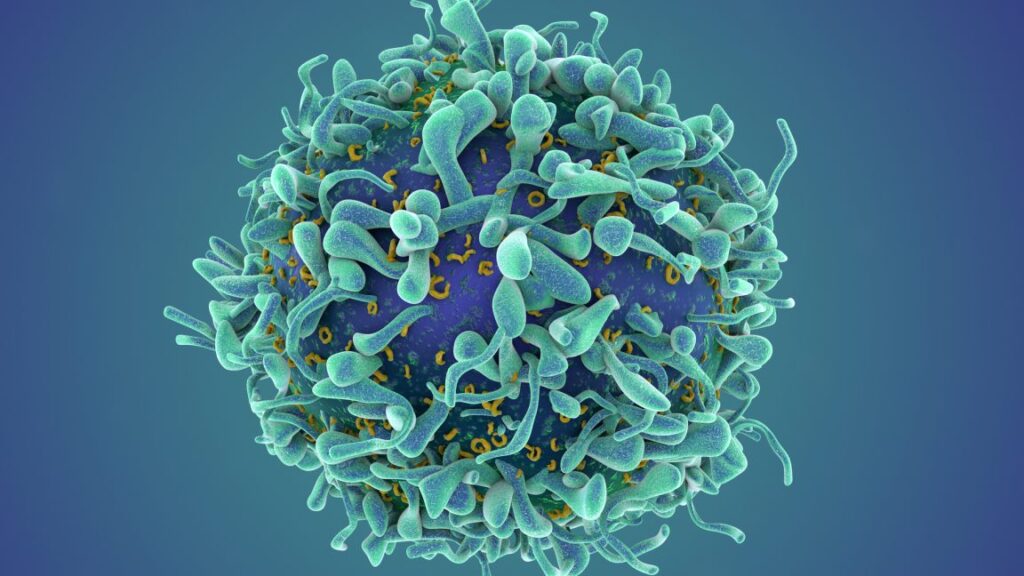 CAR T cell therapy