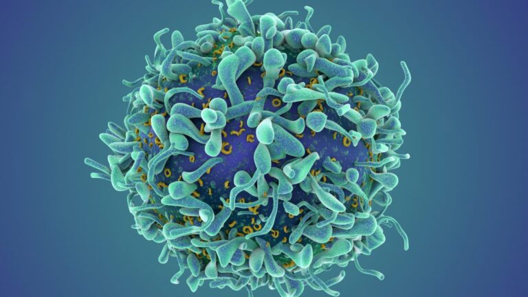 CAR T cell therapy