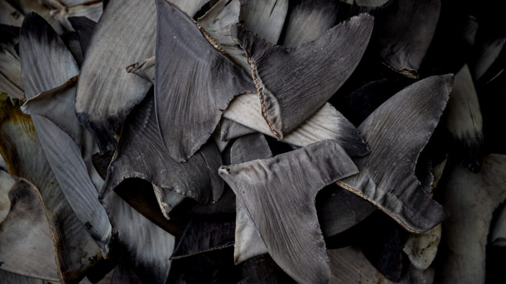 shark finning sanctions
