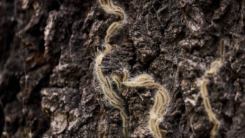 oak processionary moth