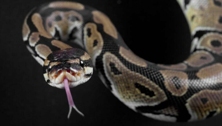 Python JIT compiler