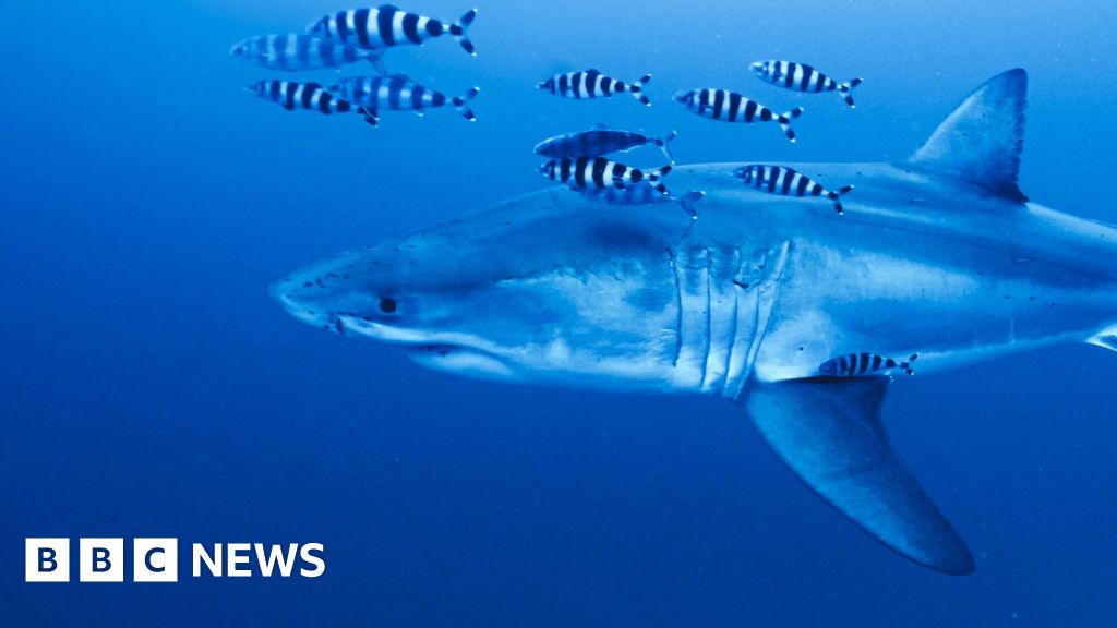 Great White shark Mediterranean
