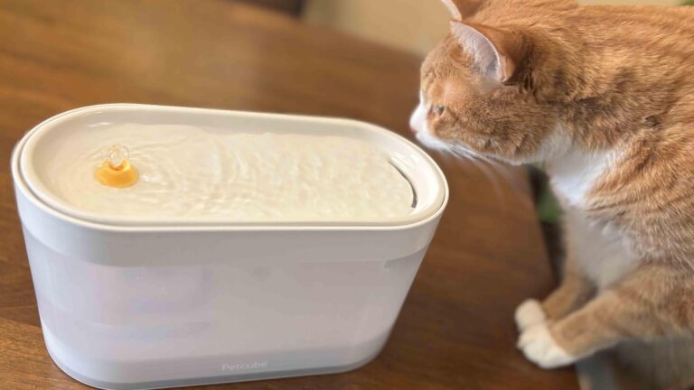 best cat water fountains