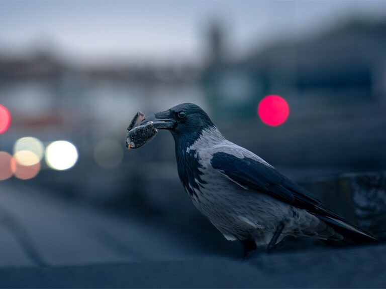 corvid intelligence