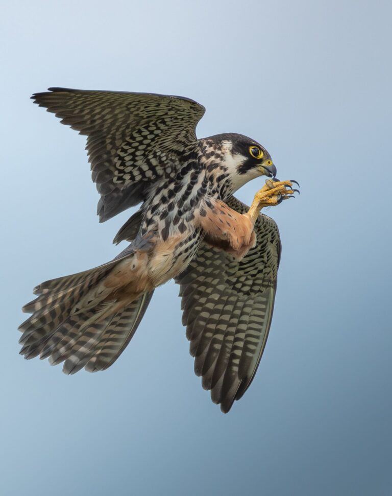 Nikon D500 wildlife photography