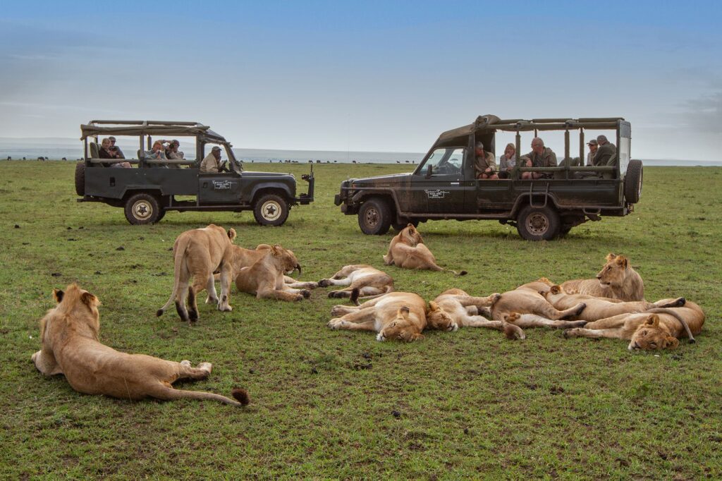 safari etiquette