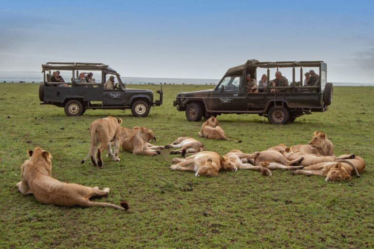 safari etiquette