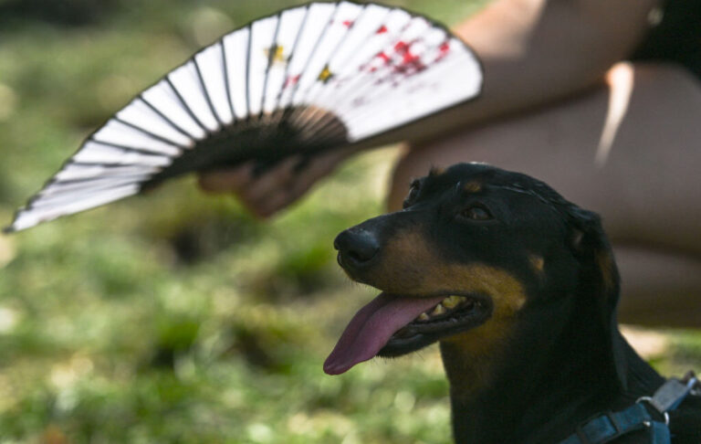 animal cognitive impairment
