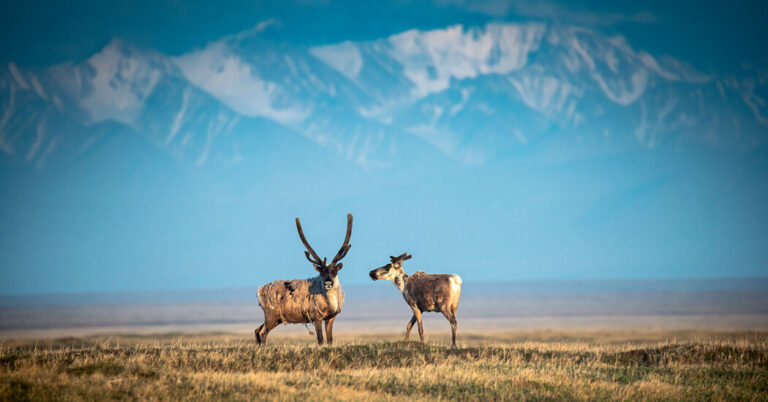 Arctic National Wildlife Refuge oil leases