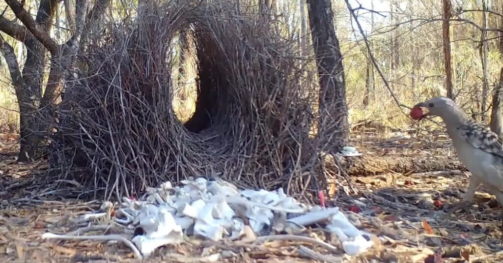 great bowerbirds