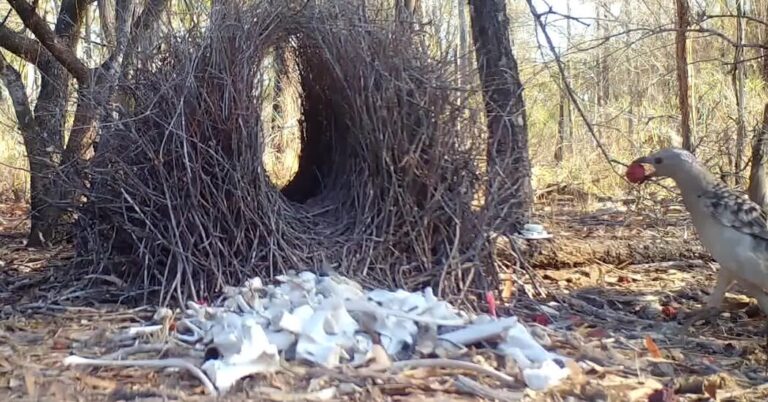 great bowerbirds